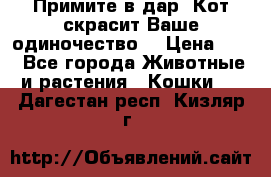 Примите в дар. Кот скрасит Ваше одиночество. › Цена ­ 0 - Все города Животные и растения » Кошки   . Дагестан респ.,Кизляр г.